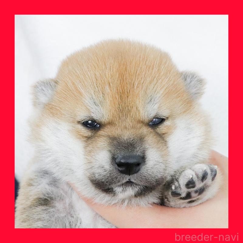 販売中の愛知県の柴犬-425985の1枚目