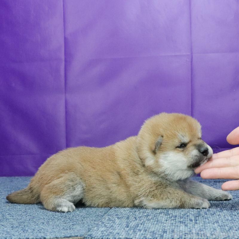 販売中の愛知県の柴犬-425985の3枚目