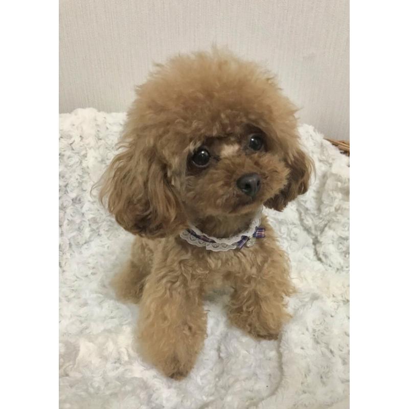 ルナちゃん1枚目