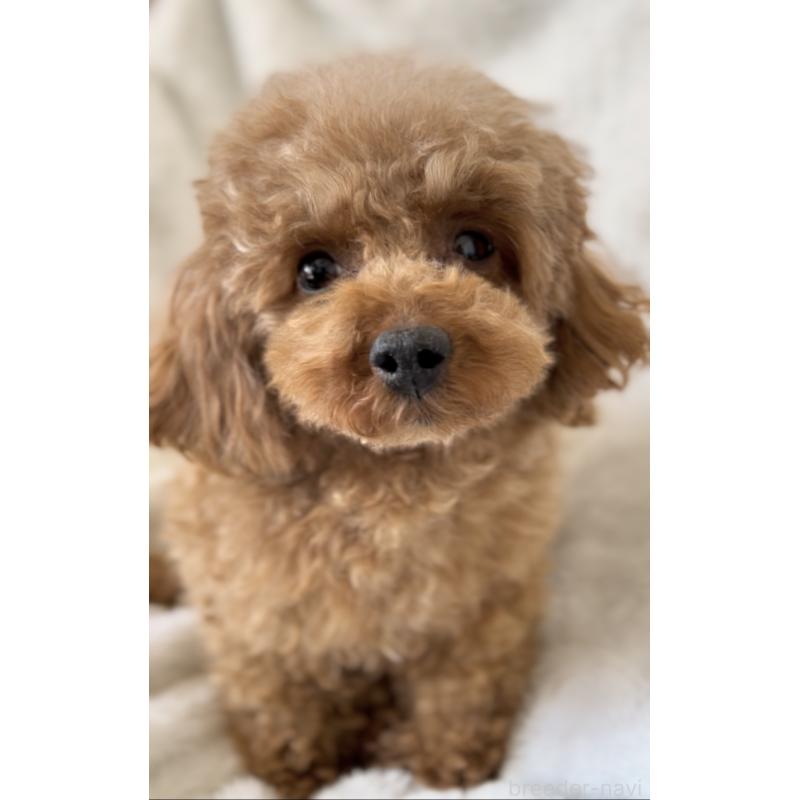 ランちゃん1枚目