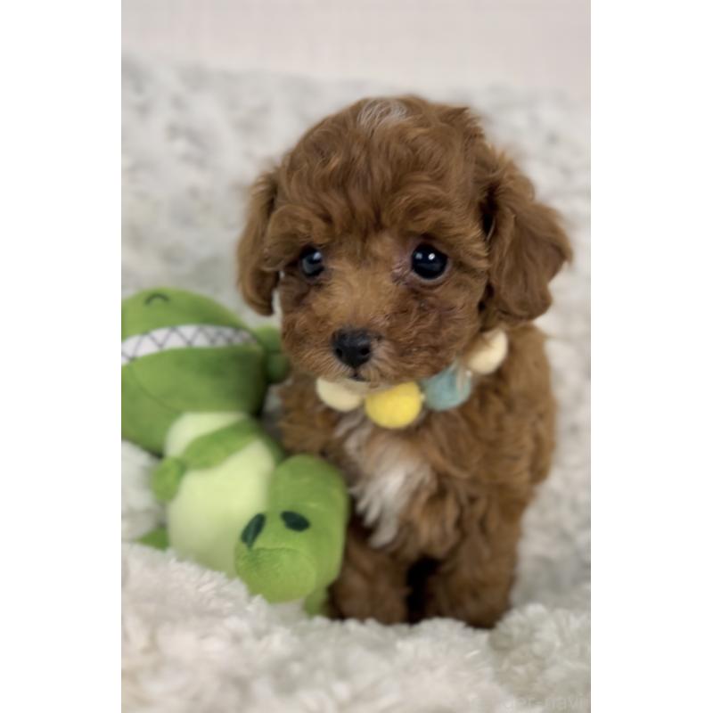 販売中の群馬県のティーカッププードル-425989の3枚目