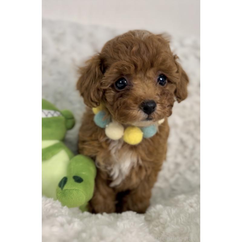 販売中の群馬県のティーカッププードル-425989の2枚目