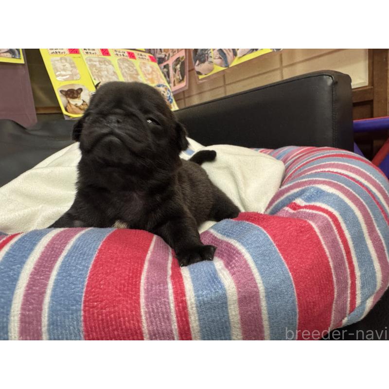 販売中の岐阜県のパグ-425986の6枚目