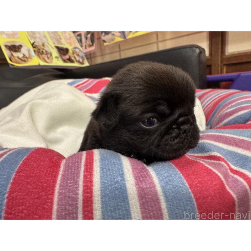 販売中の岐阜県のパグ-425986の5枚目