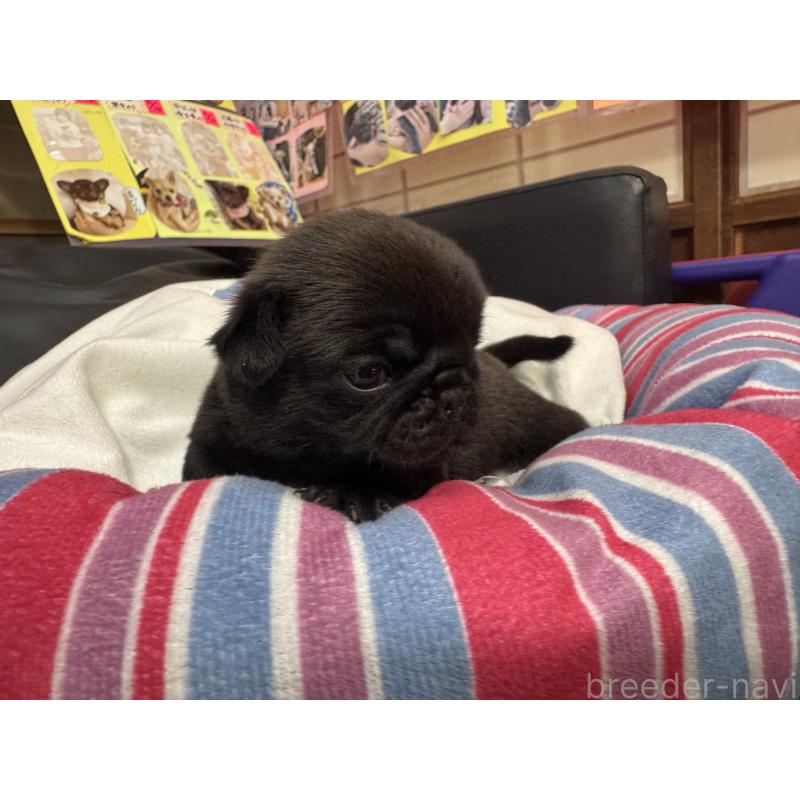 販売中の岐阜県のパグ-425986の4枚目