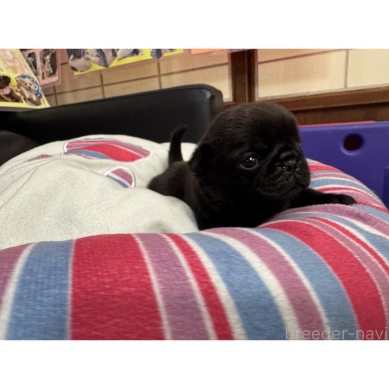 販売中の岐阜県のパグ-425986の3枚目