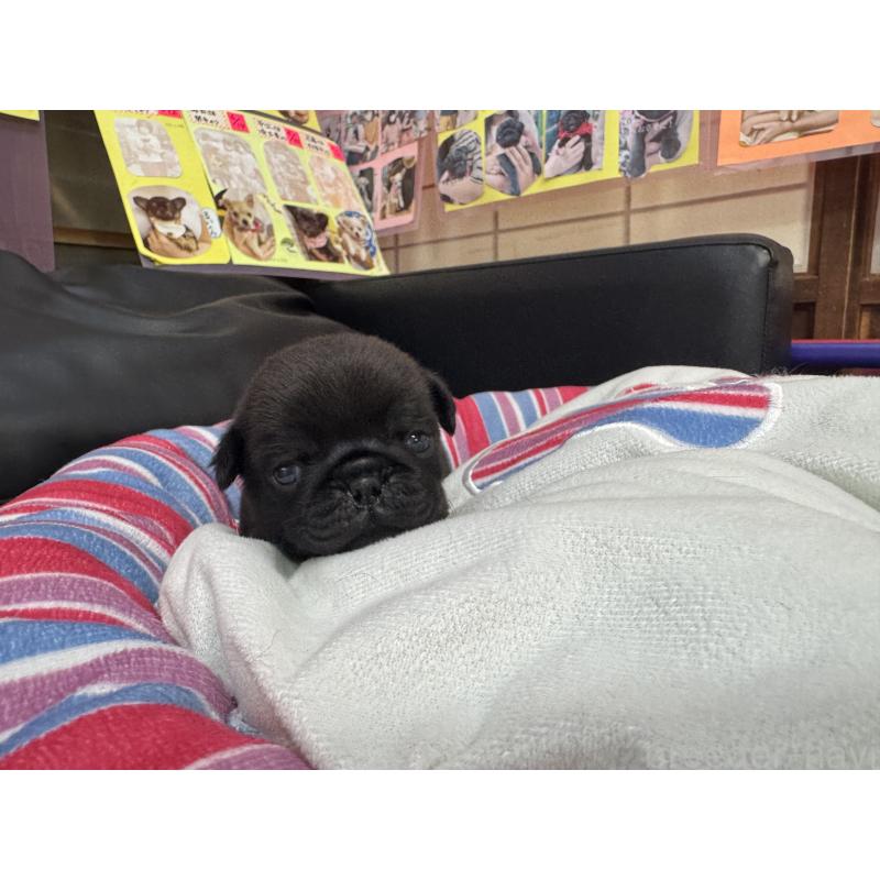 販売中の岐阜県のパグ-425986の2枚目