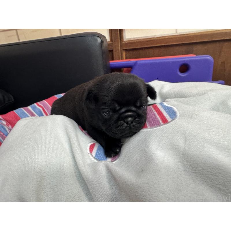 販売中の岐阜県のパグ-425987の6枚目