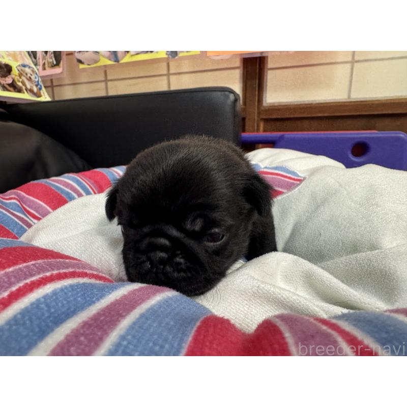 販売中の岐阜県のパグ-425987の5枚目