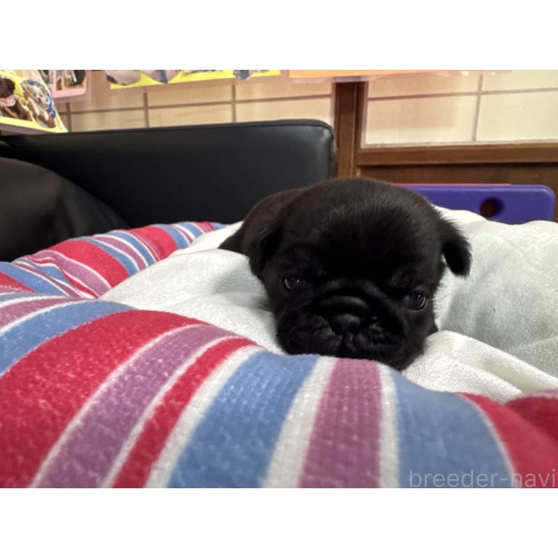 販売中の岐阜県のパグ-425987の4枚目