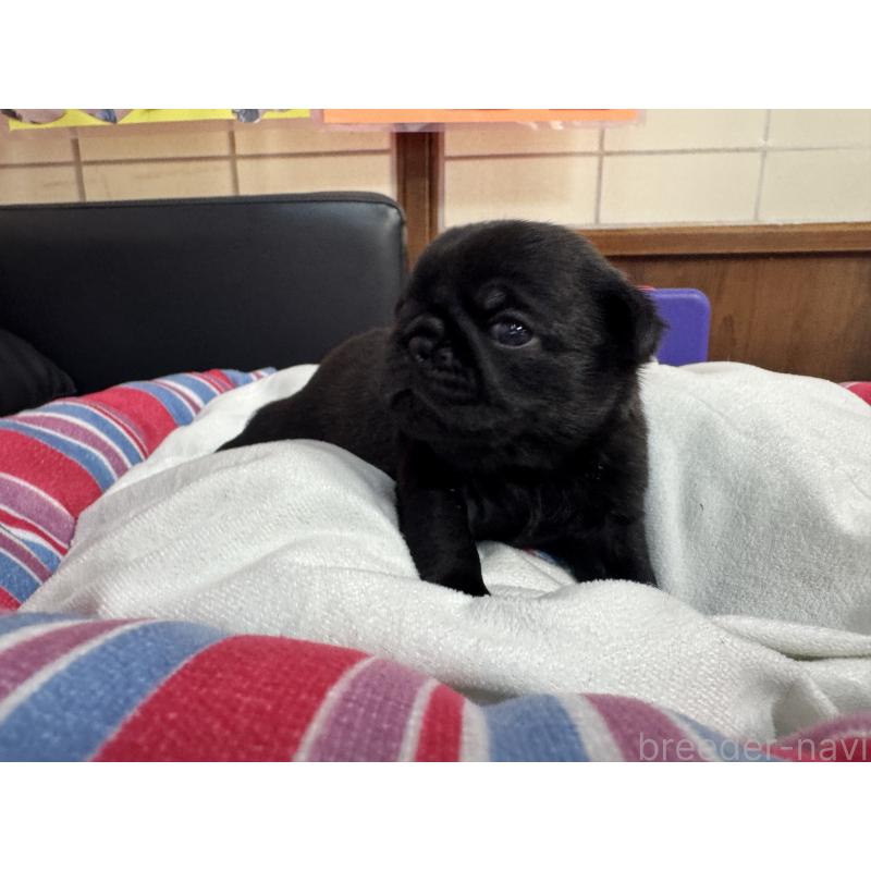 販売中の岐阜県のパグ-425987の3枚目