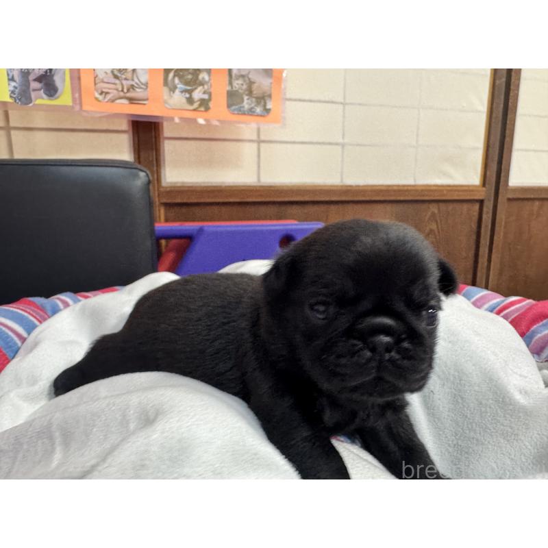 販売中の岐阜県のパグ-425987の2枚目