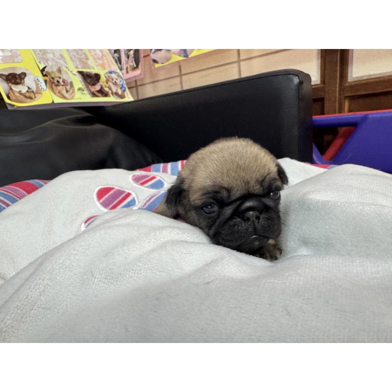 販売中の岐阜県のパグ-425988の5枚目