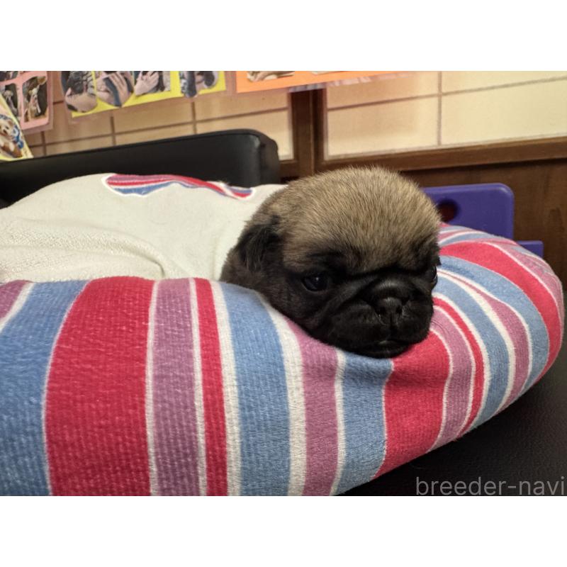 販売中の岐阜県のパグ-425988の4枚目