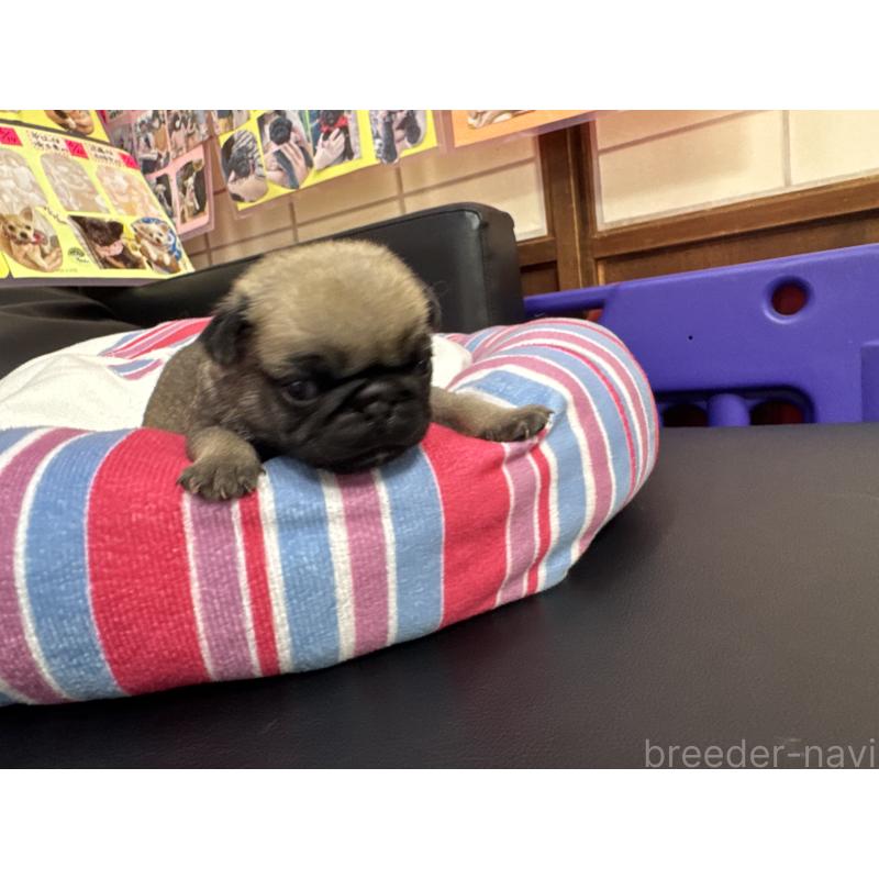 販売中の岐阜県のパグ-425988の3枚目