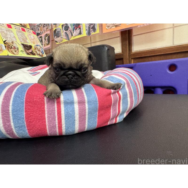 販売中の岐阜県のパグ-425988の2枚目