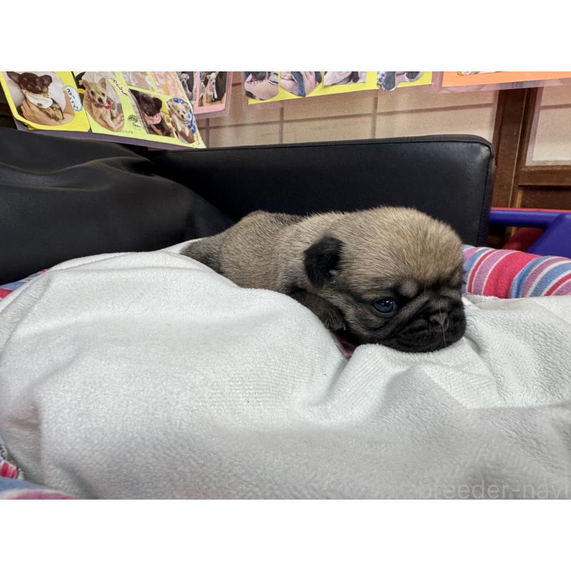 販売中の岐阜県のパグ-425990の5枚目