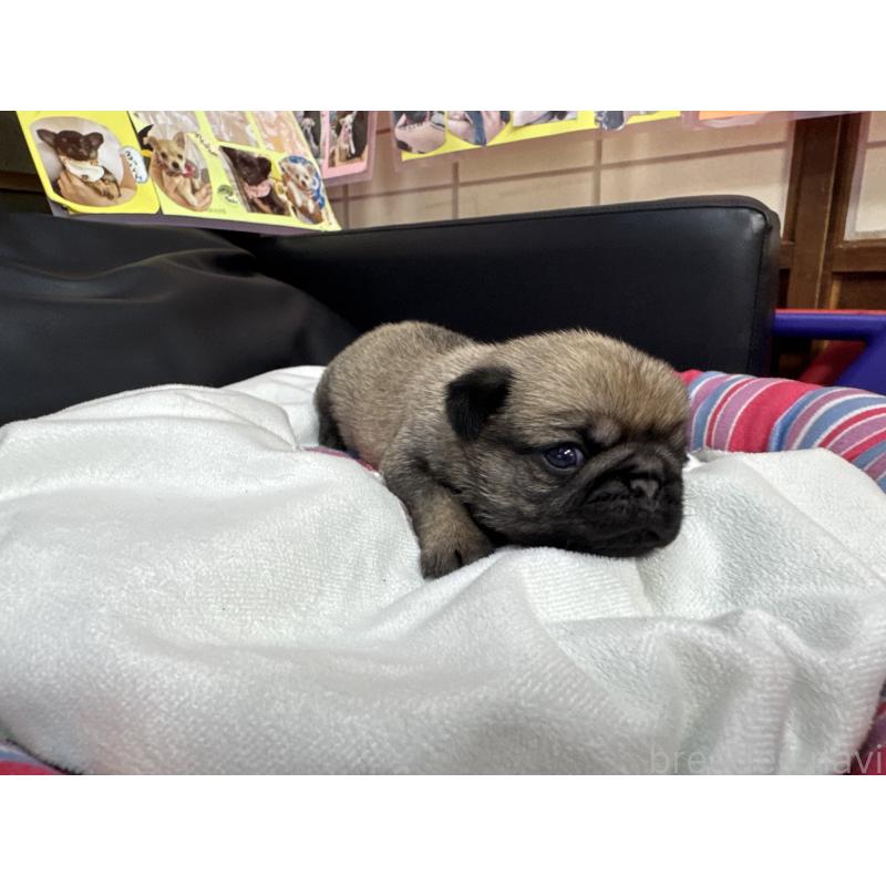 販売中の岐阜県のパグ-425990の4枚目