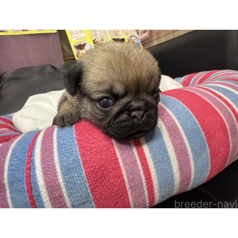 販売中の岐阜県のパグ-425990の3枚目