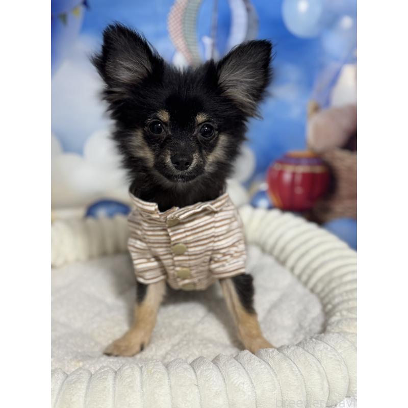 販売中の埼玉県のポメチワ:ポメラニアン×チワワ-407004の2枚目