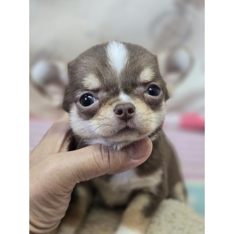 販売中の香川県のチワワ(スムースコート)-425755の1枚目