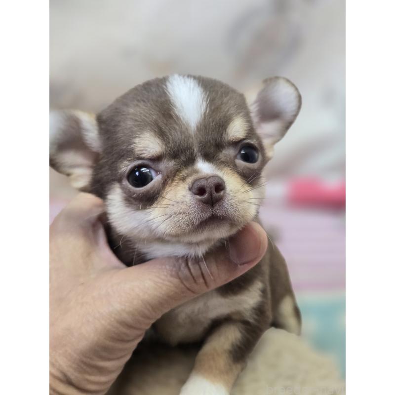 販売中の香川県のチワワ(スムースコート)-425755の6枚目