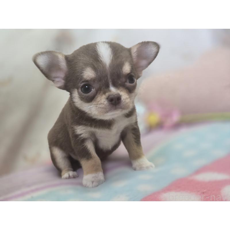 販売中の香川県のチワワ(スムースコート)-425755の4枚目