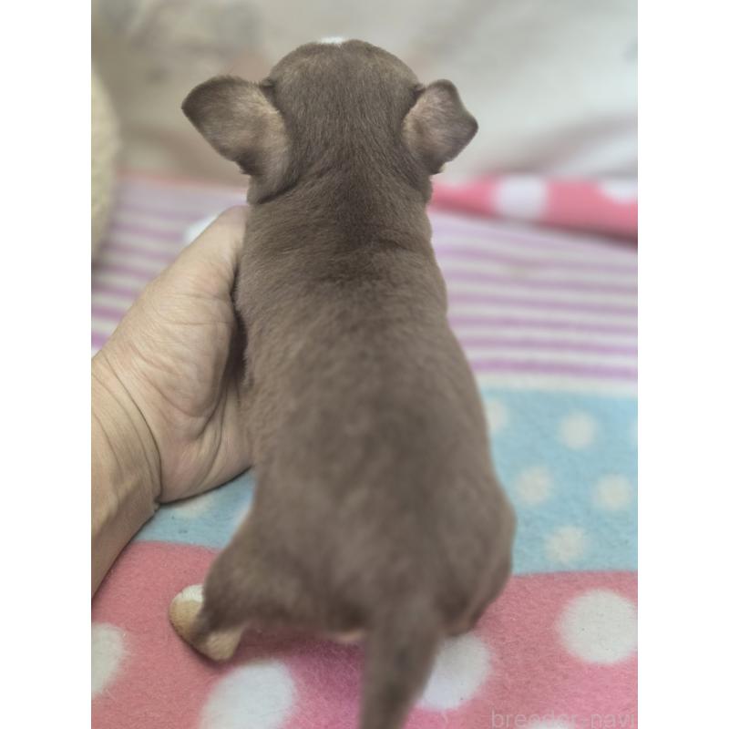 販売中の香川県のチワワ(スムースコート)-425755の2枚目