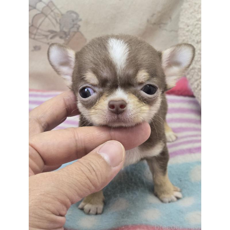 販売中の香川県のチワワ(スムースコート)-425756の4枚目