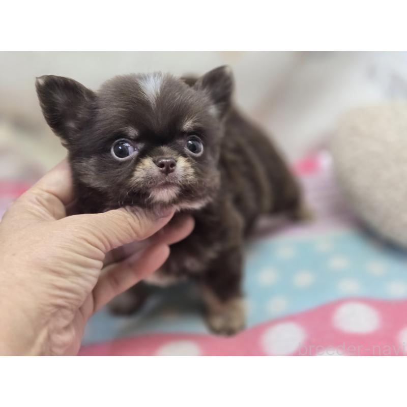 販売中の香川県のチワワ(ロングコート)-425757の11枚目