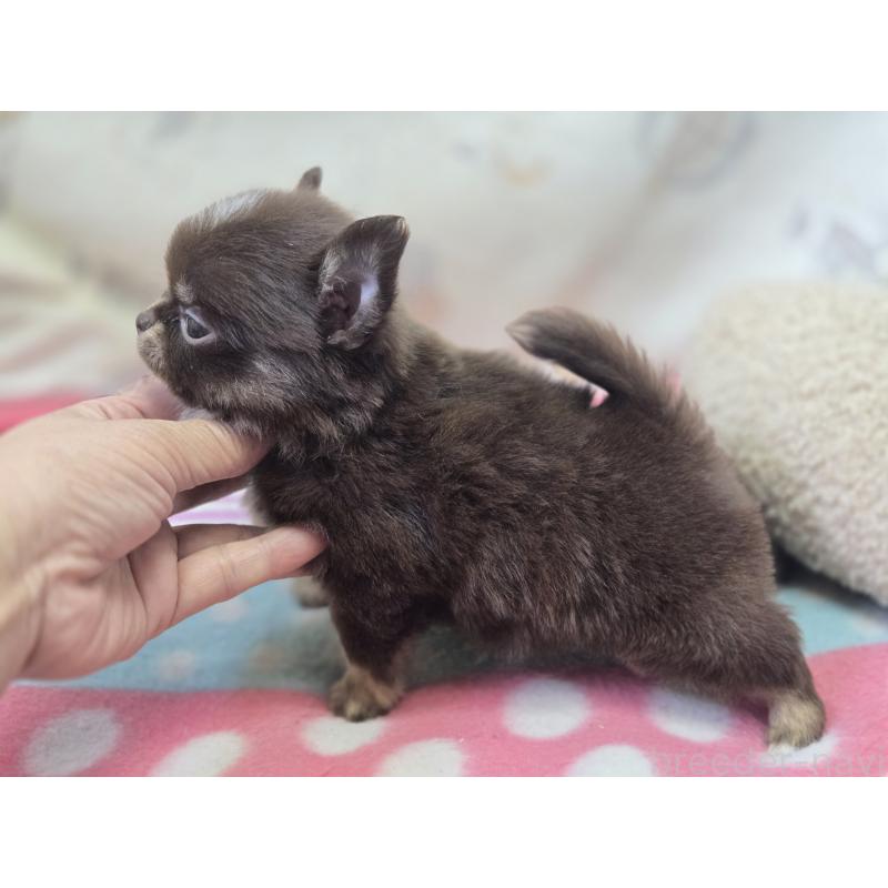 販売中の香川県のチワワ(ロングコート)-425757の10枚目