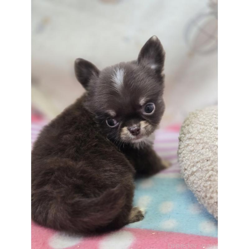 販売中の香川県のチワワ(ロングコート)-425757の9枚目