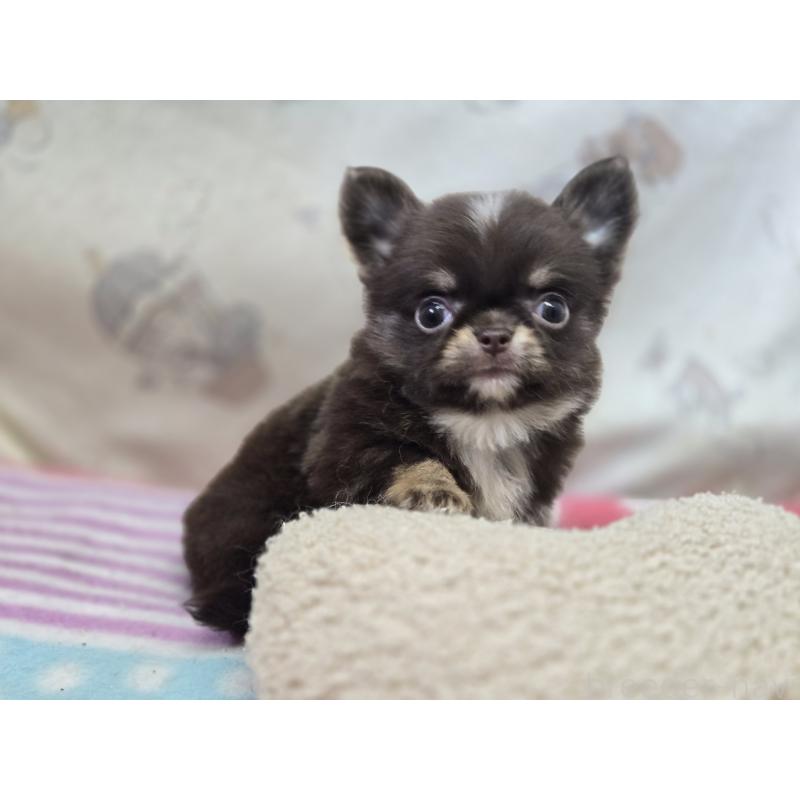 販売中の香川県のチワワ(ロングコート)-425757の8枚目