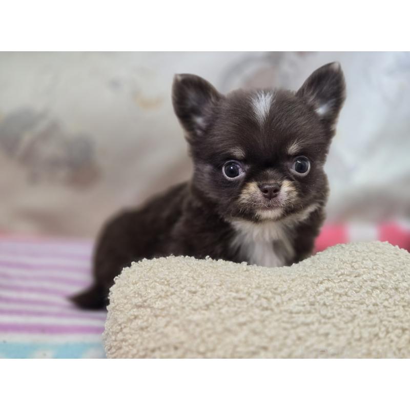 販売中の香川県のチワワ(ロングコート)-425757の7枚目