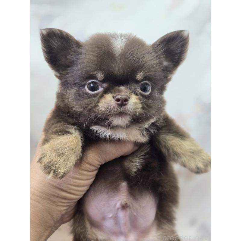 販売中の香川県のチワワ(ロングコート)-425757の5枚目