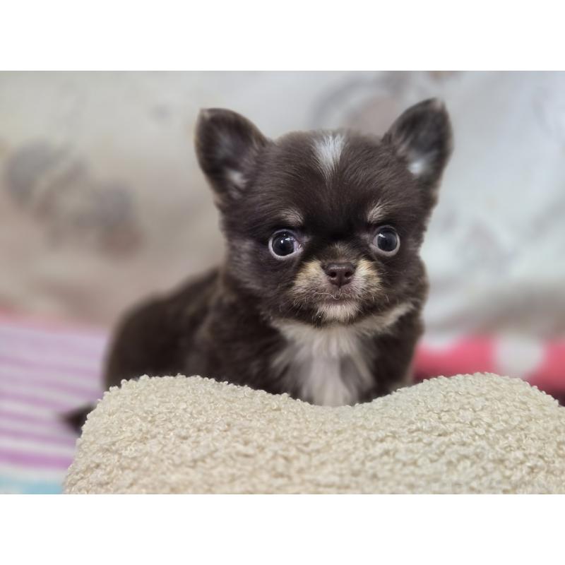 販売中の香川県のチワワ(ロングコート)-425757の4枚目