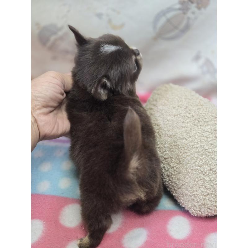 販売中の香川県のチワワ(ロングコート)-425757の3枚目