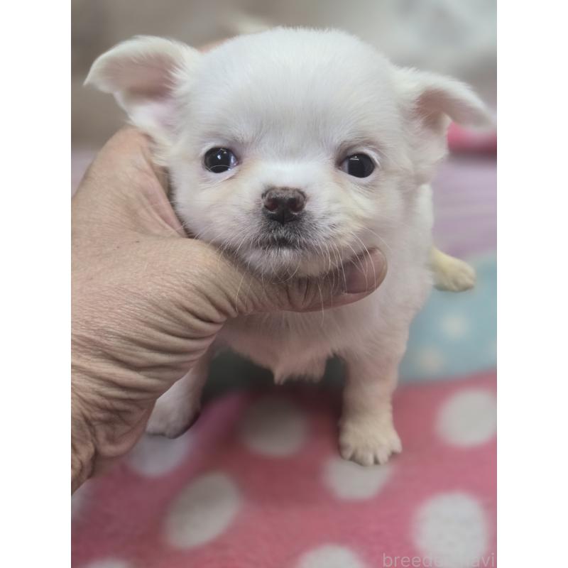 販売中の香川県のチワワ(ロングコート)-425758の1枚目