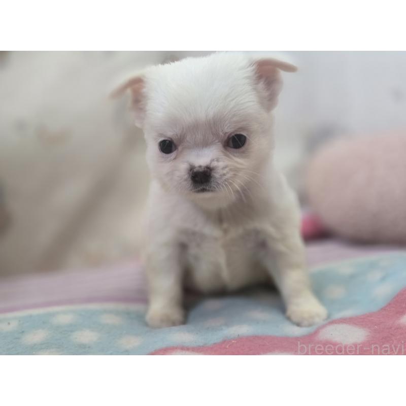 販売中の香川県のチワワ(ロングコート)-425758の3枚目