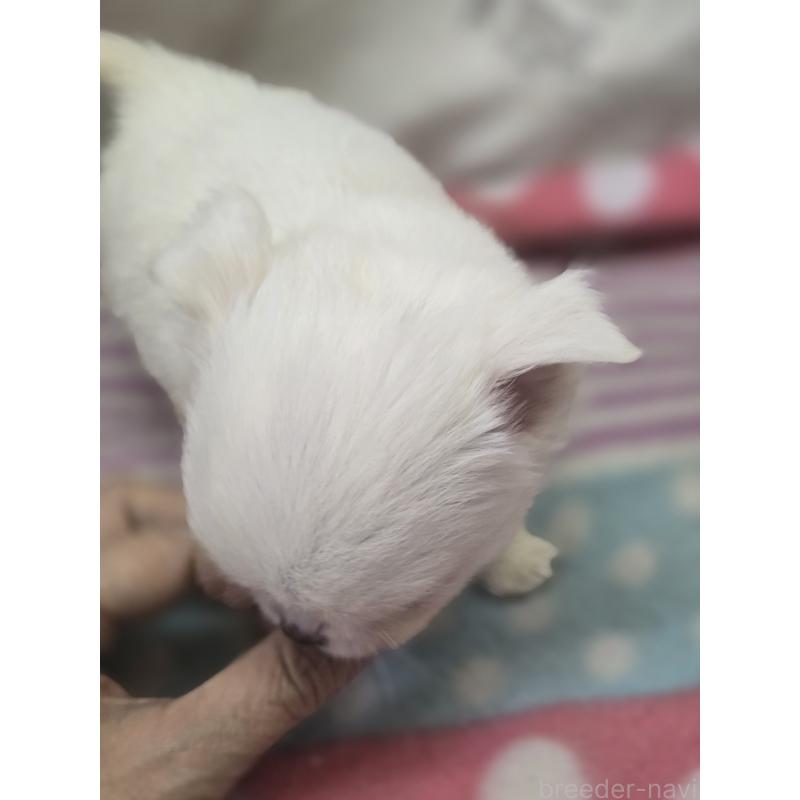 販売中の香川県のチワワ(ロングコート)-425758の2枚目