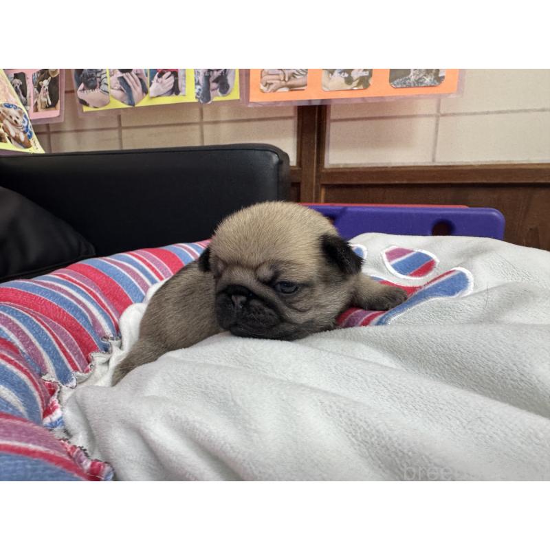 販売中の岐阜県のパグ-425991の5枚目