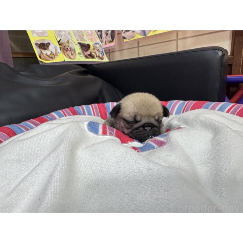 販売中の岐阜県のパグ-425991の4枚目