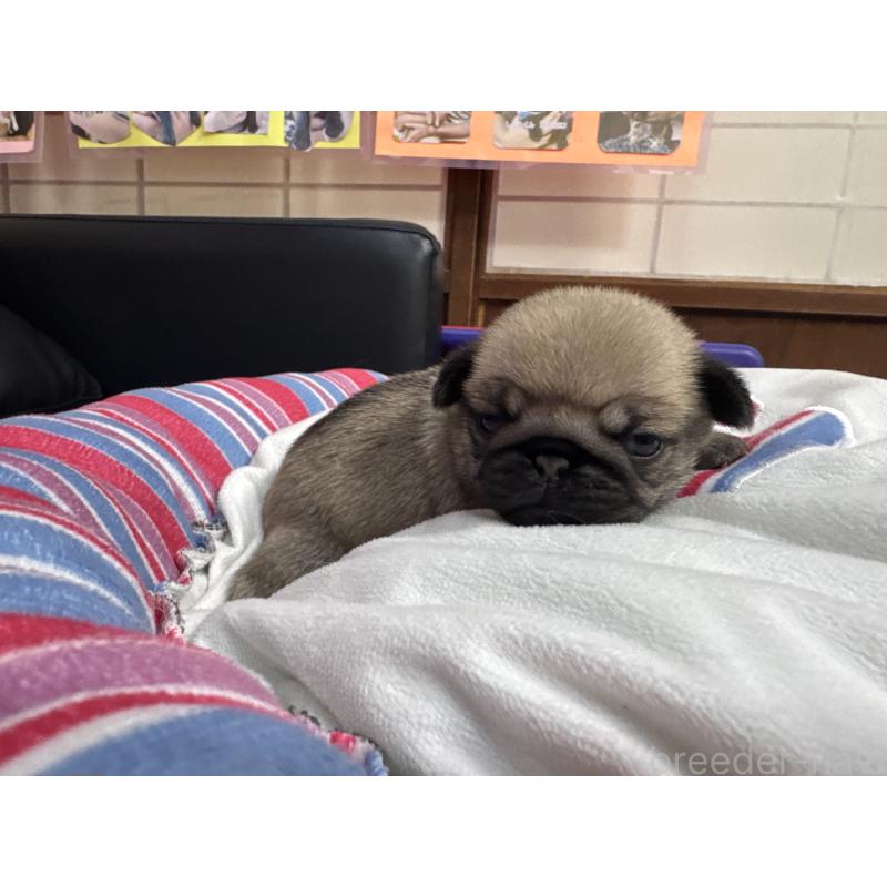 販売中の岐阜県のパグ-425991の3枚目