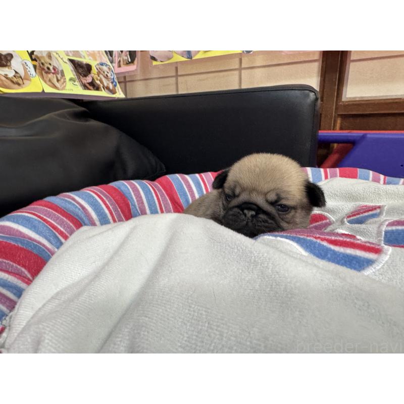 販売中の岐阜県のパグ-425991の2枚目