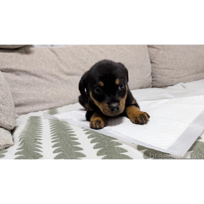 販売中の茨城県のロットワイラー-425992の10枚目