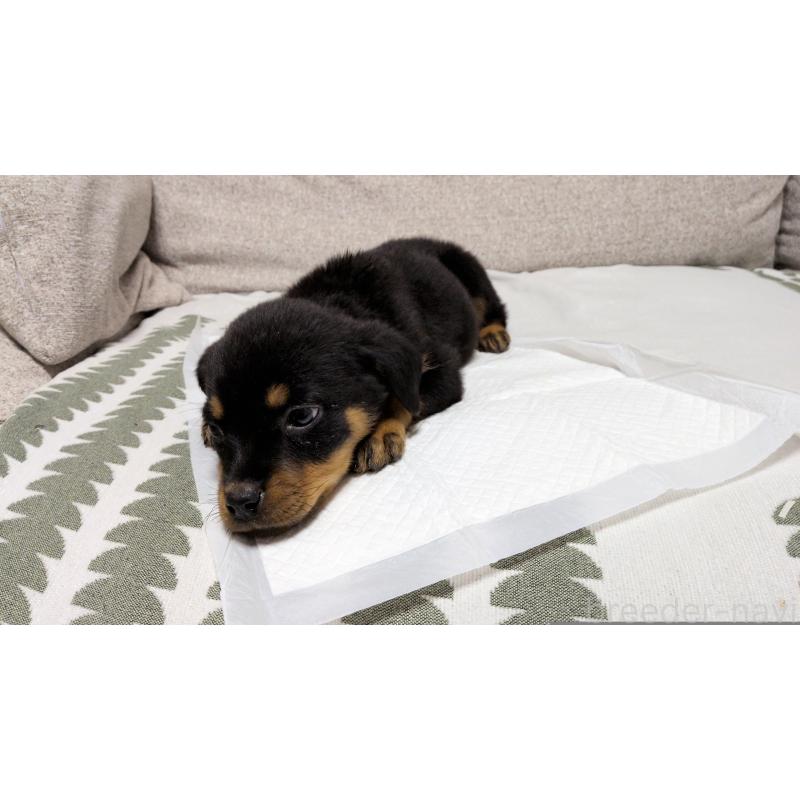 販売中の茨城県のロットワイラー-425992の9枚目