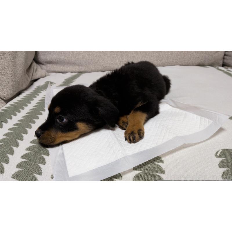 販売中の茨城県のロットワイラー-425992の8枚目