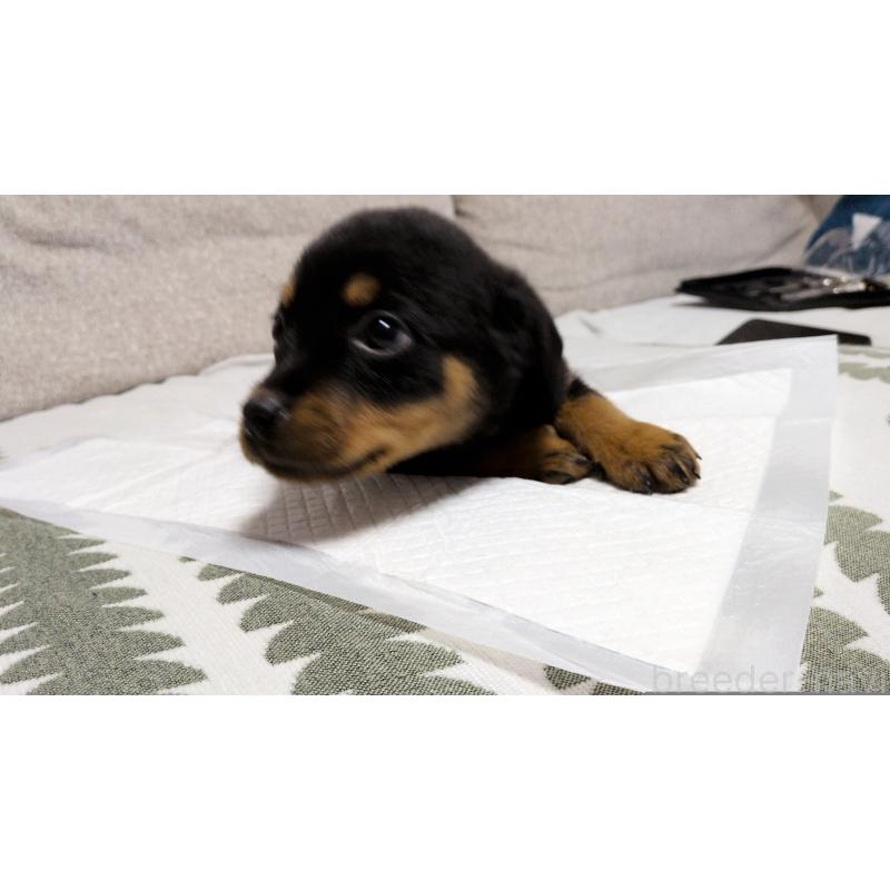 販売中の茨城県のロットワイラー-425992の7枚目