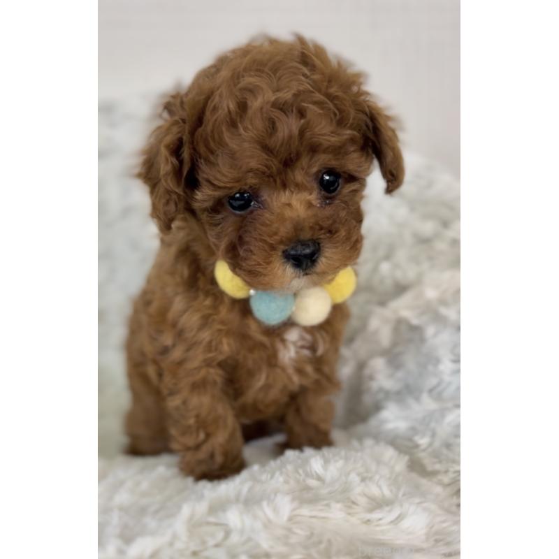 販売中の群馬県のティーカッププードル-425997の4枚目