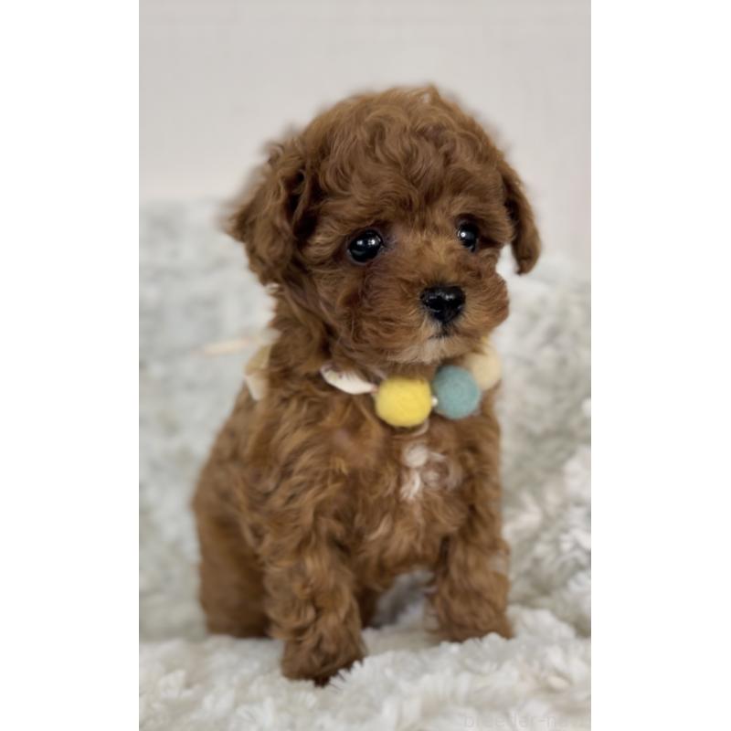 販売中の群馬県のティーカッププードル-425997の3枚目